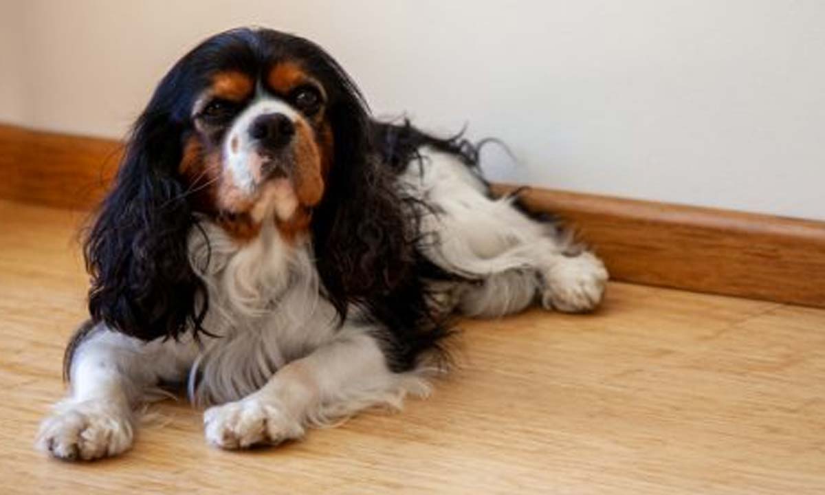 Bambus gulve er reng&oslash;ringsvenlige og t&aring;ler k&aelig;ledyr