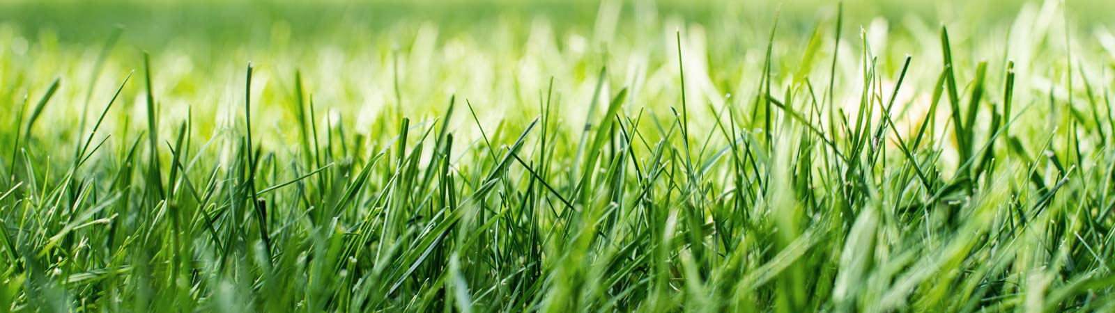 Valg af plæneklipper