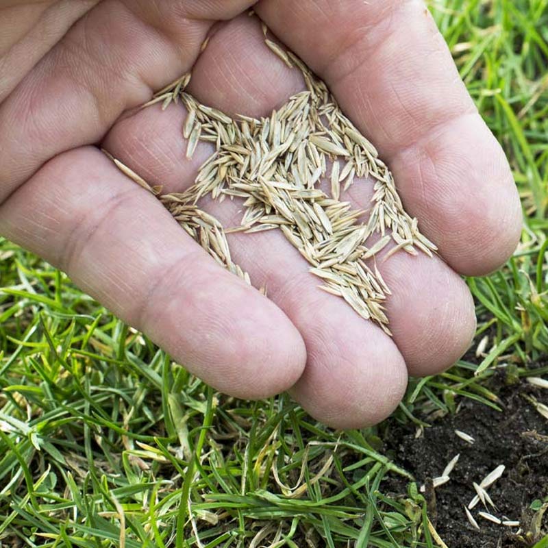 Gr&aelig;sfr&oslash; og g&oslash;dning til gr&aelig;spl&aelig;ne