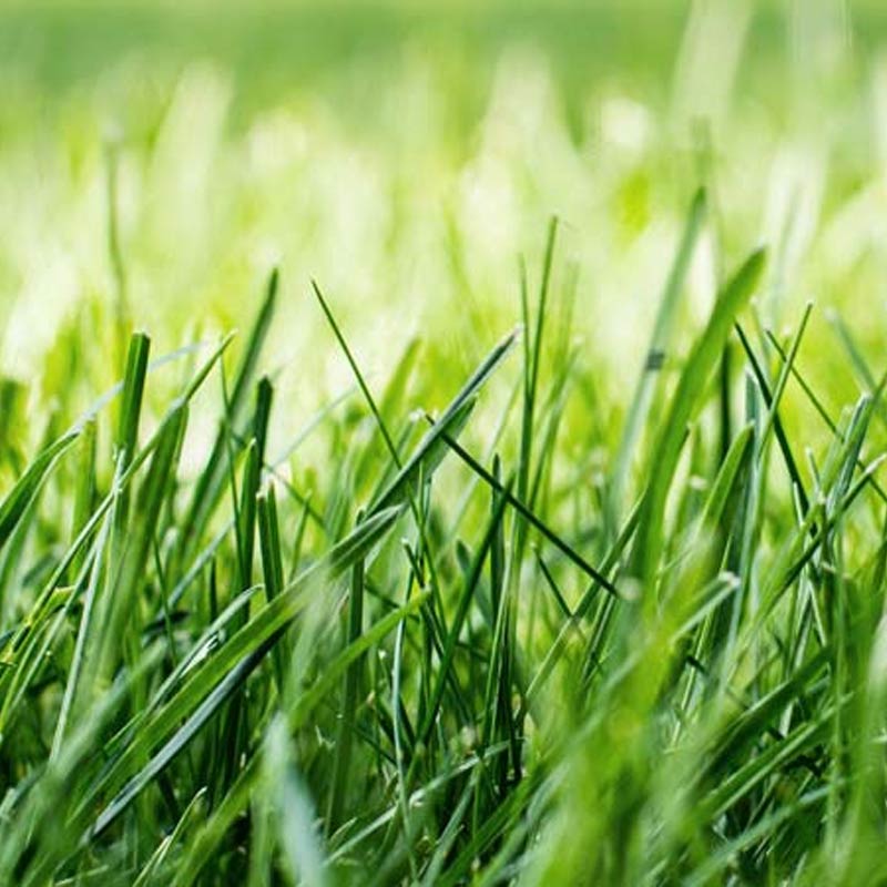 Gr&aelig;spl&aelig;ne inden pl&aelig;neklipper