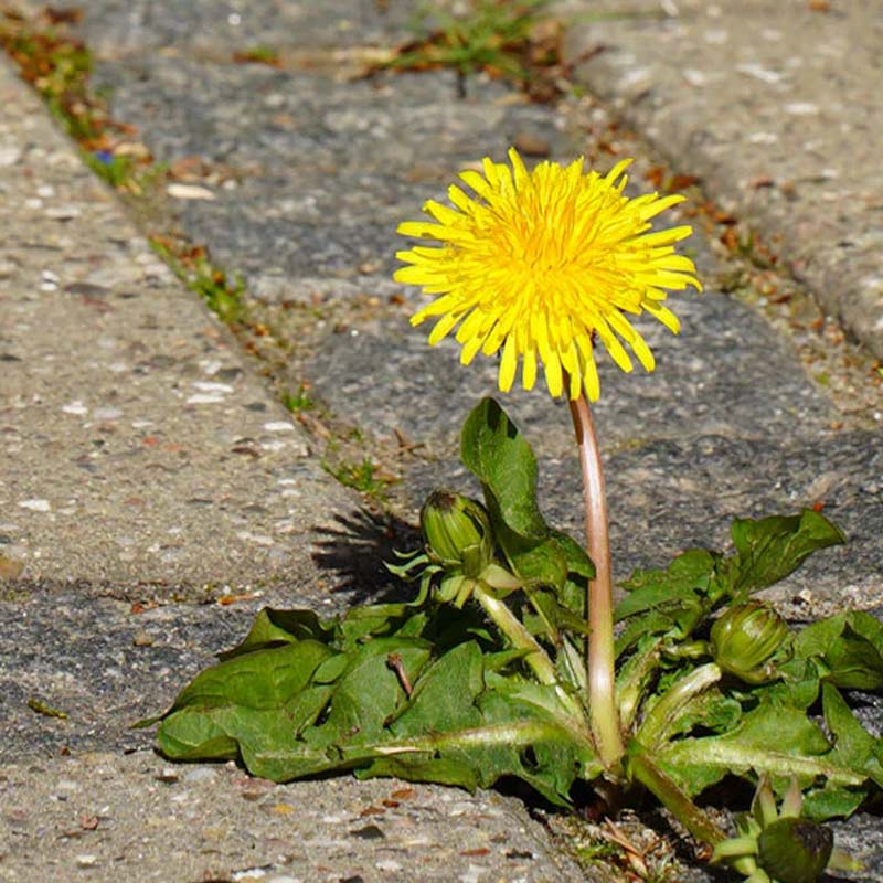M&aelig;lkeb&oslash;tte mellem fliser
