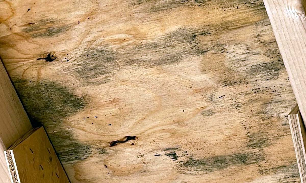 Krydsfiner med mug og skimmelsvamp